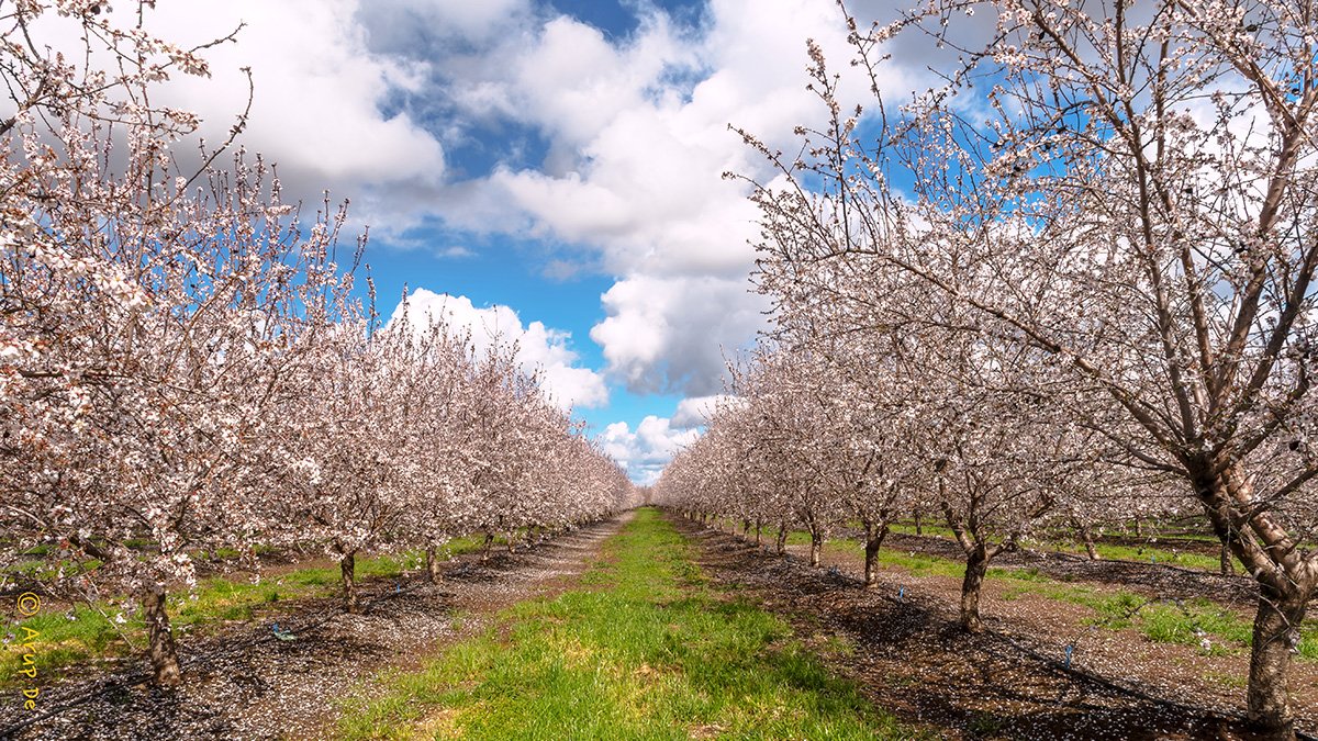 9 Cherry Picking Farms And Orchards Near Los Angeles