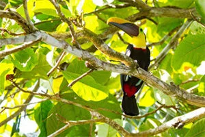 Böena Wilderness Lodges Costa Rica wildlife