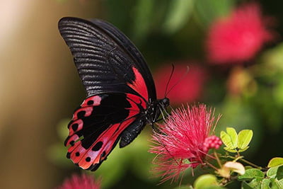 Butterfly taken in Hagia Sophia Eco Park