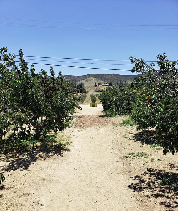 Copeland's Cherry Ranch