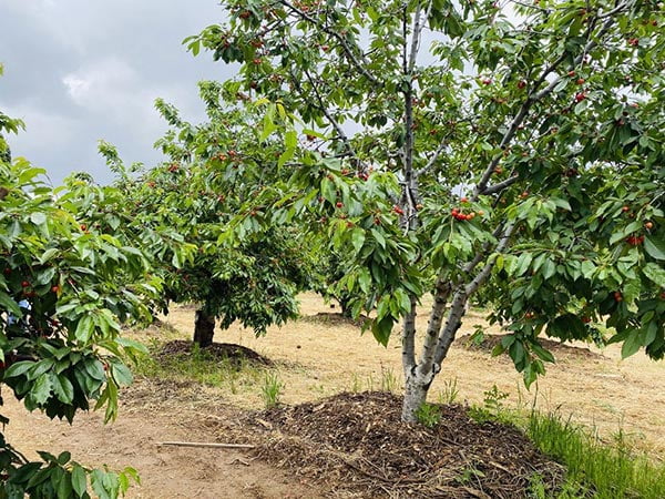 Guldseth Cherry Orchard