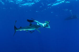 Swim With Whale Sharks Baja California Sur