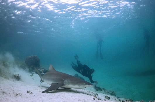 Swim with the sharks in Freeport Bahamas