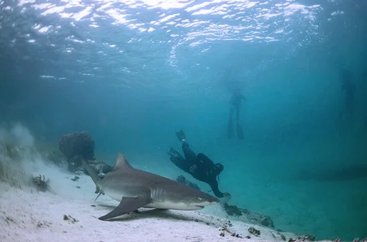 Swim with the sharks in Freeport Bahamas