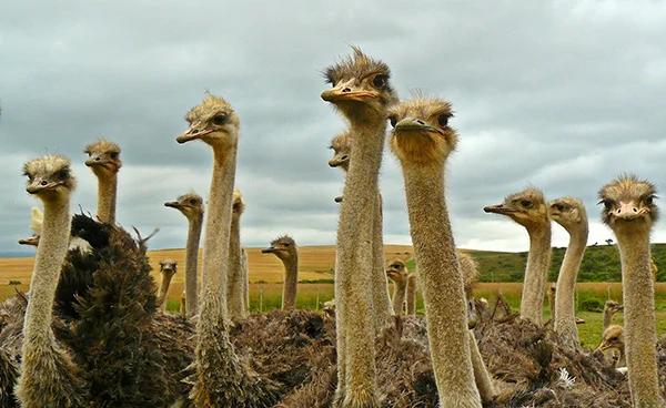 Aruba Ostrich Farm