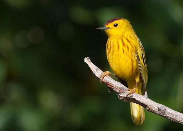 Bubali Bird Sanctuary