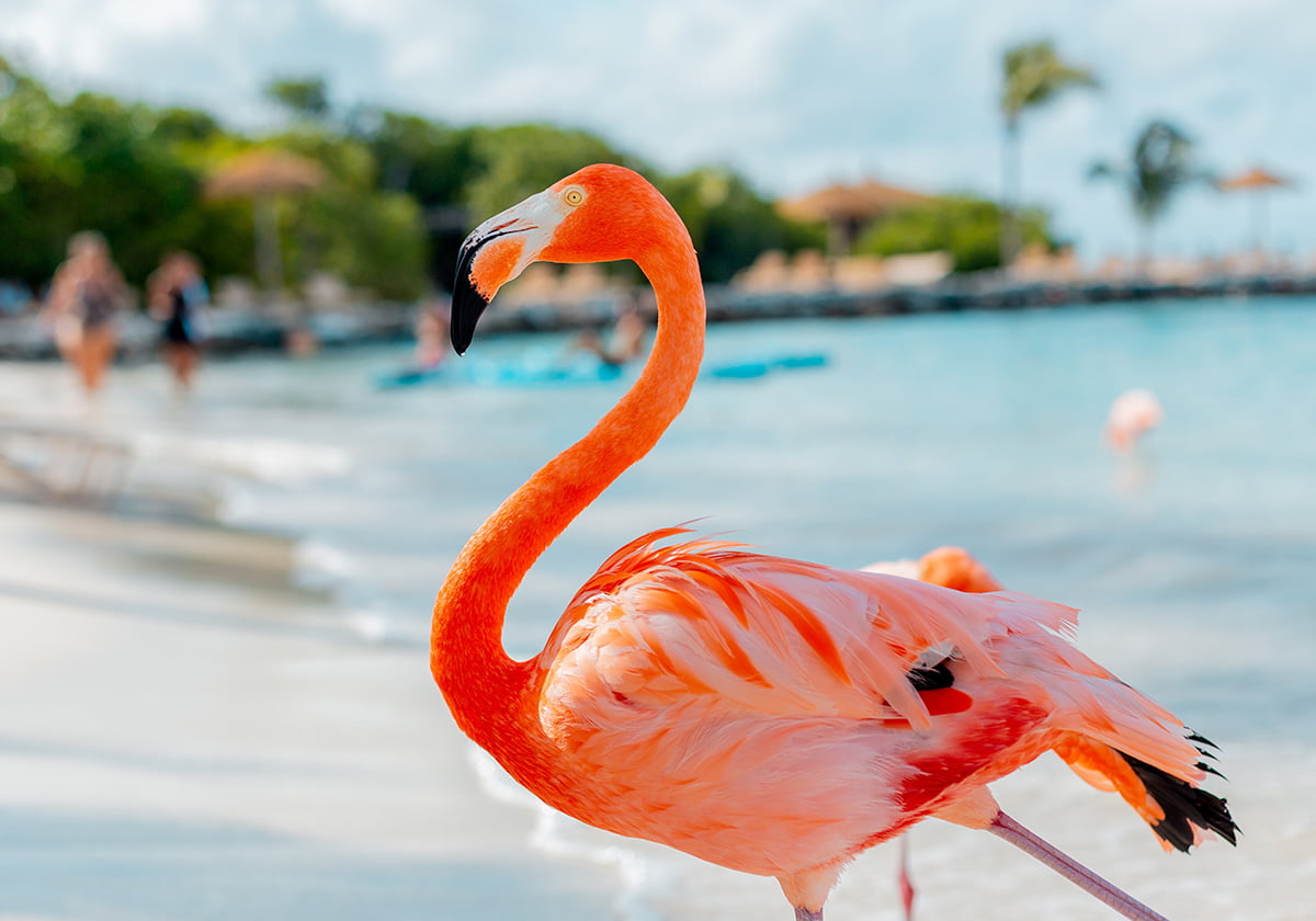 Flamingo in Aruba beach