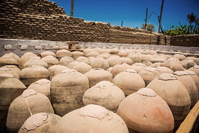 Pisco Vineyard