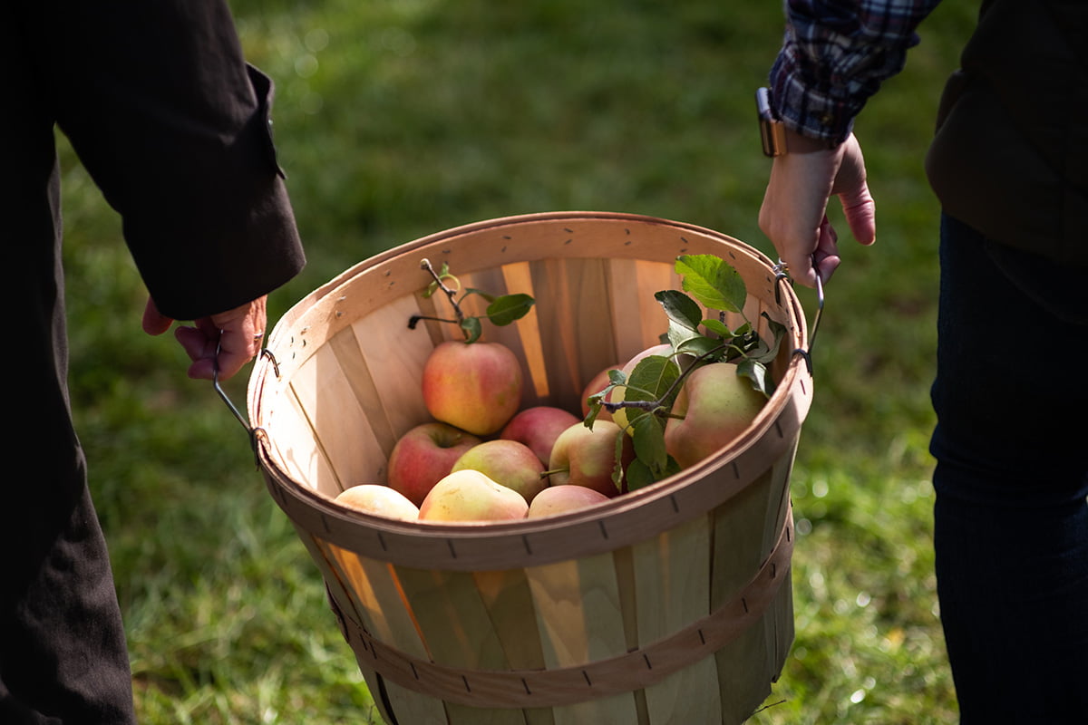 apple picking